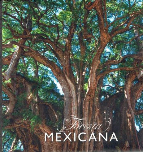 Foresta mexicana